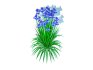 Iris siberica – Blue Siberian Iris - Thumbnail 3