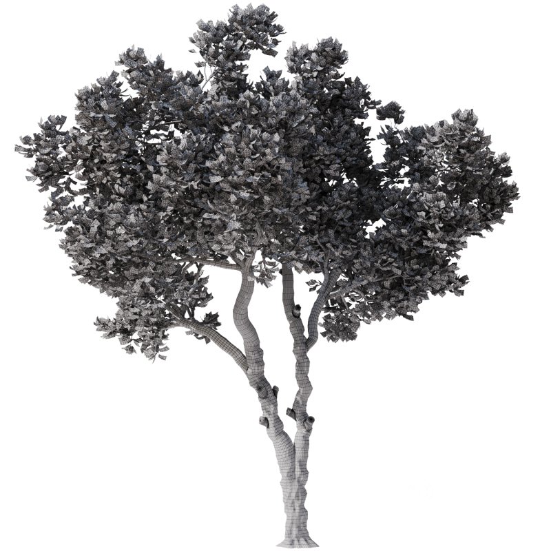 Tree Set30-Urban tree Image 3