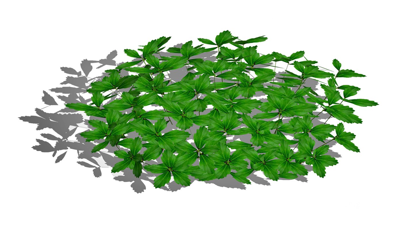 Pachysandra-Japanese Spurge Image 4