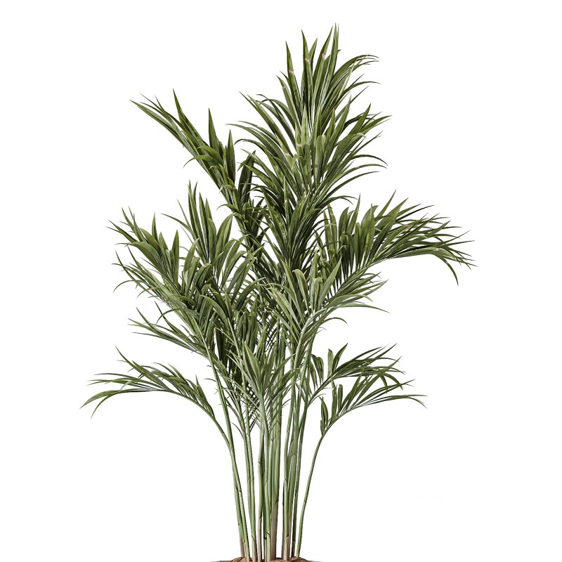 AV Indoor Plants Set 234 Areca Palm Lemon Lime Cane Dragon Zamiifolia Alocasia Eucalyptus Image 2