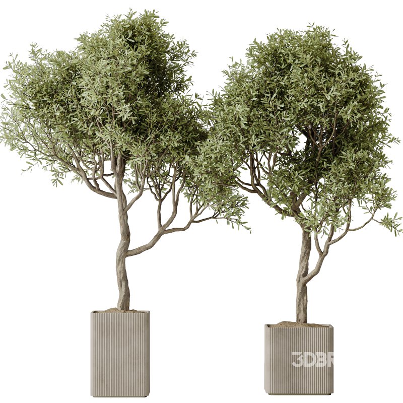 AV Indoor Plants Set 236 Mission Kalamata Leccino Arbequina Wilsonii Chemlali Olive Image 3