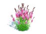 Gaura lindheimeri Pink - Thumbnail 1