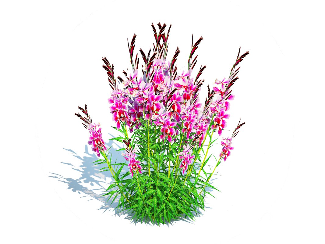 Gaura lindheimeri Pink Image 1