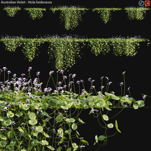 Viola hederacea -Australian Native Violet – 02