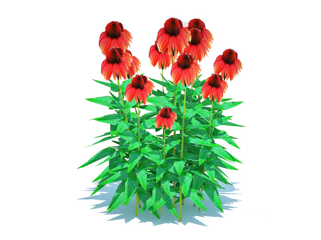 Echinacea Big Sky Sundown – Coneflower Image 5