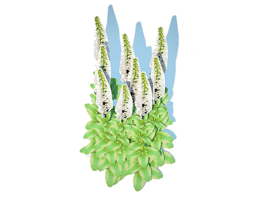 Digitalis purpurea – Common Foxglove_white Image 5