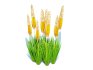 Eremurus – Foxtail Lily_Yellow - Thumbnail 4