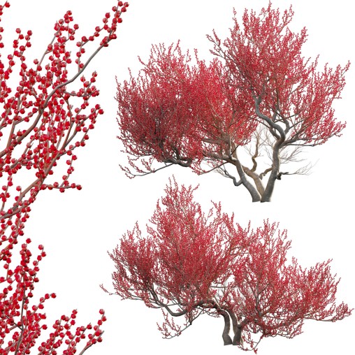 Ilex verticillata – Winterberry 03