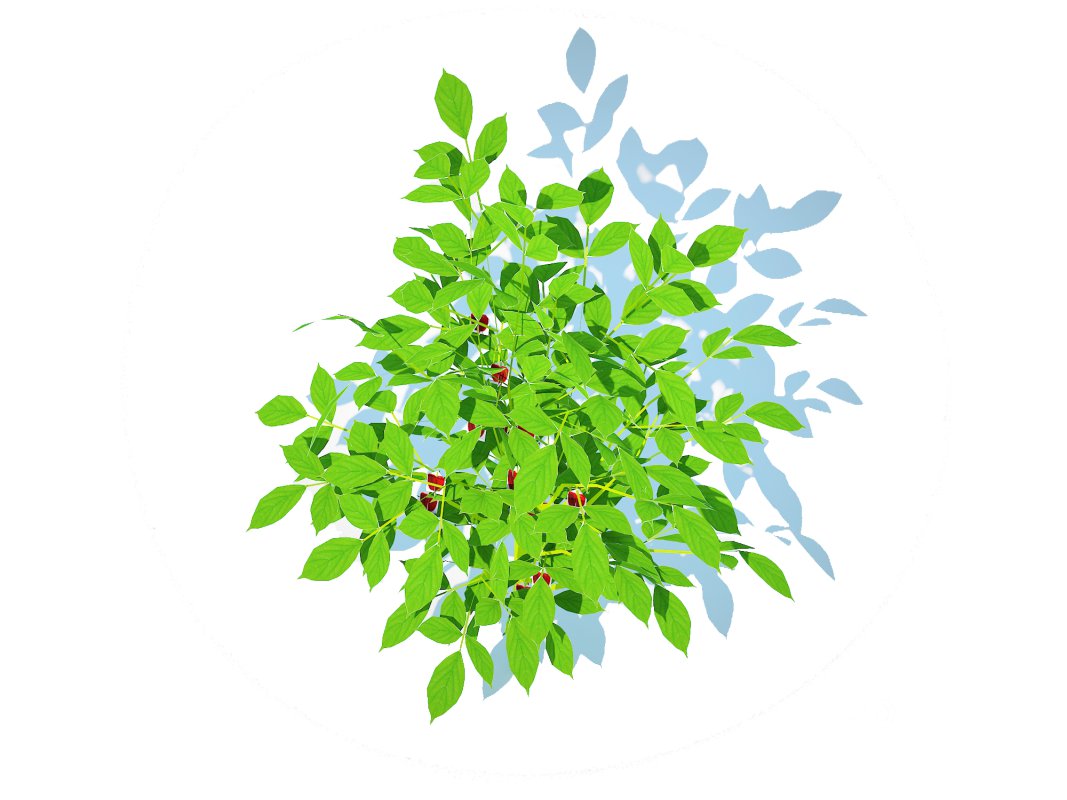 Bell Pepper-red Image 5