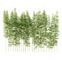 Bamboo Bambusoideae Tree 03 - Thumbnail 4