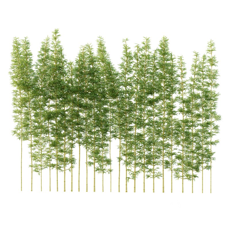 Bamboo Bambusoideae Tree 03 Image 4