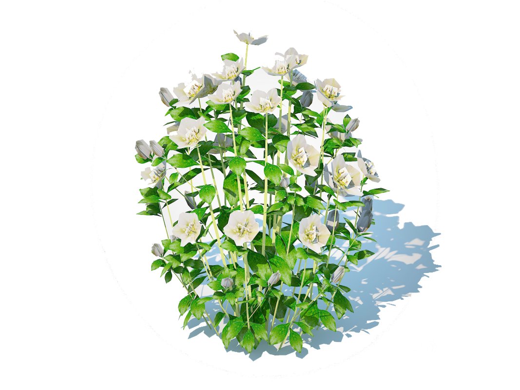 Helleborus orientalis – Lenten rose White Image 3