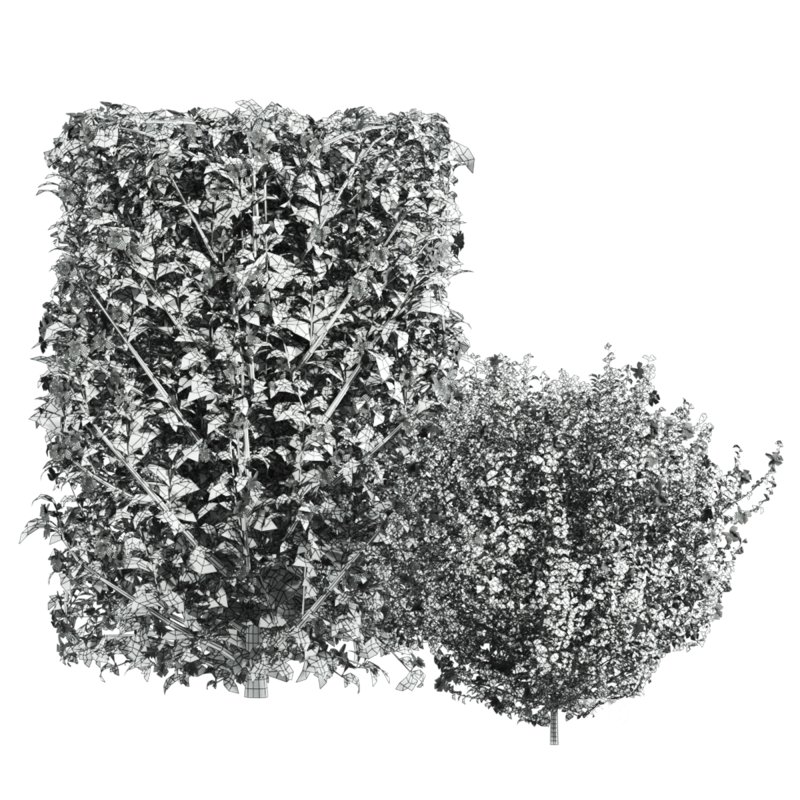 bush plants set Image 5