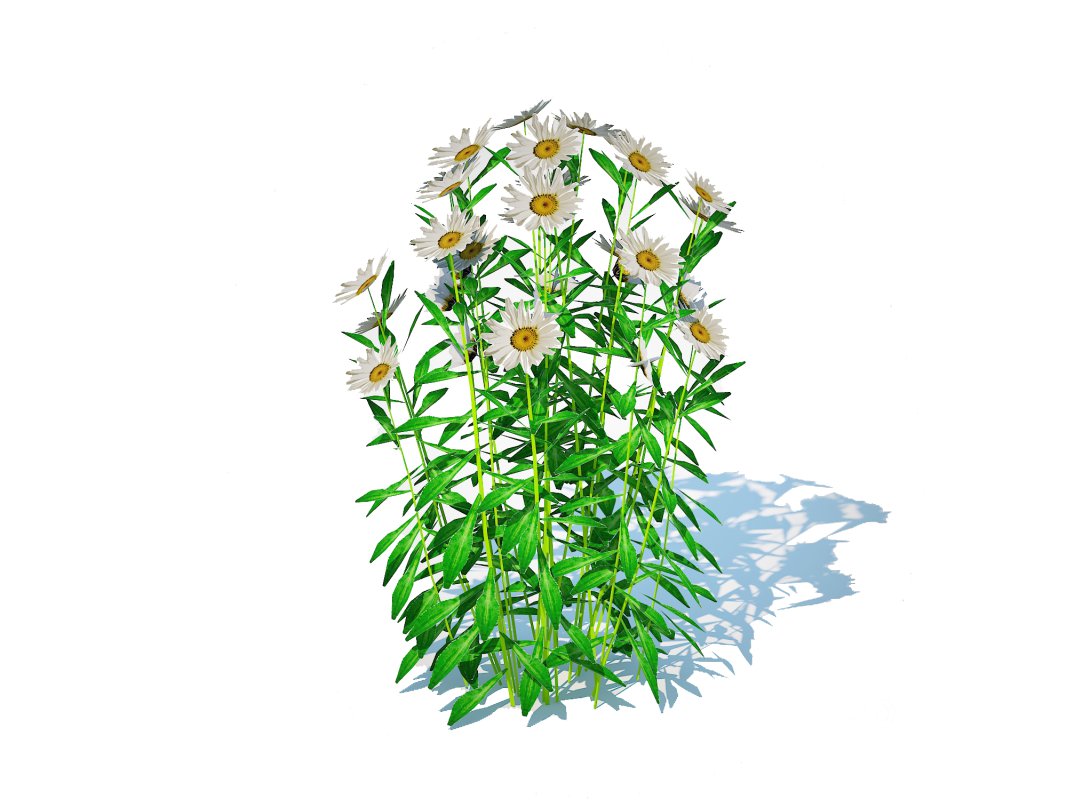 Leucanthemum – shasta daisy Image 1