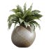 AV Indoor Plants Set 229 Wilsonii Olive and China Orange Tree and Bird Of Paradise and Peace Lily - Thumbnail 2