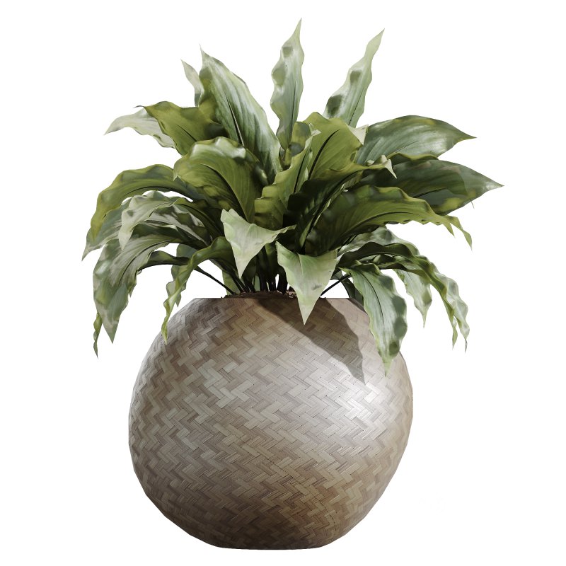 AV Indoor Plants Set 229 Wilsonii Olive and China Orange Tree and Bird Of Paradise and Peace Lily Image 2