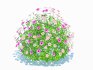 Erigeron karvinskianus - Thumbnail 4