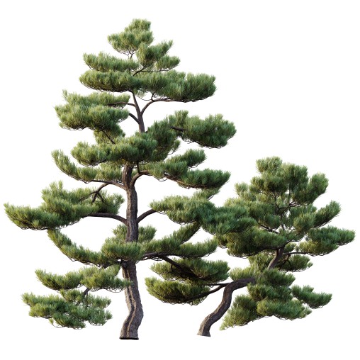 AV Plants Pinus Bonsai Sylvestris Pine Parviflora Scotch Contorta03
