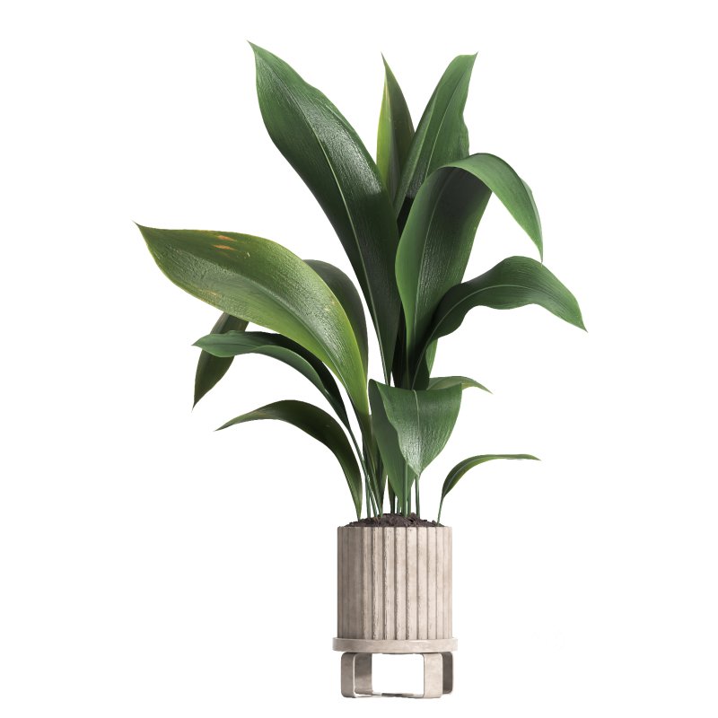 indoor plant 06 Image 2