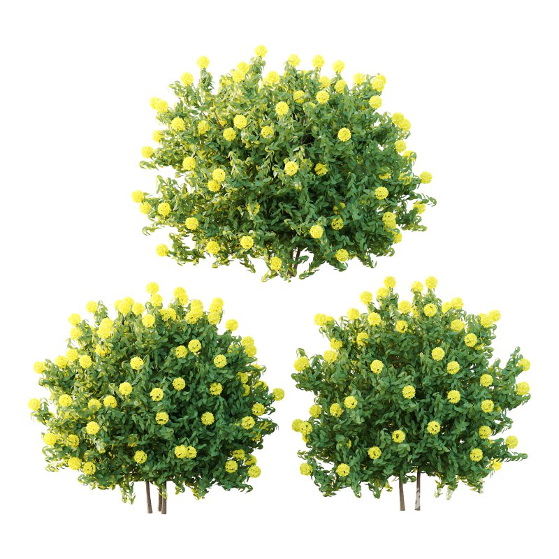 Rhododendron Arboreum Bush 01 Image 1