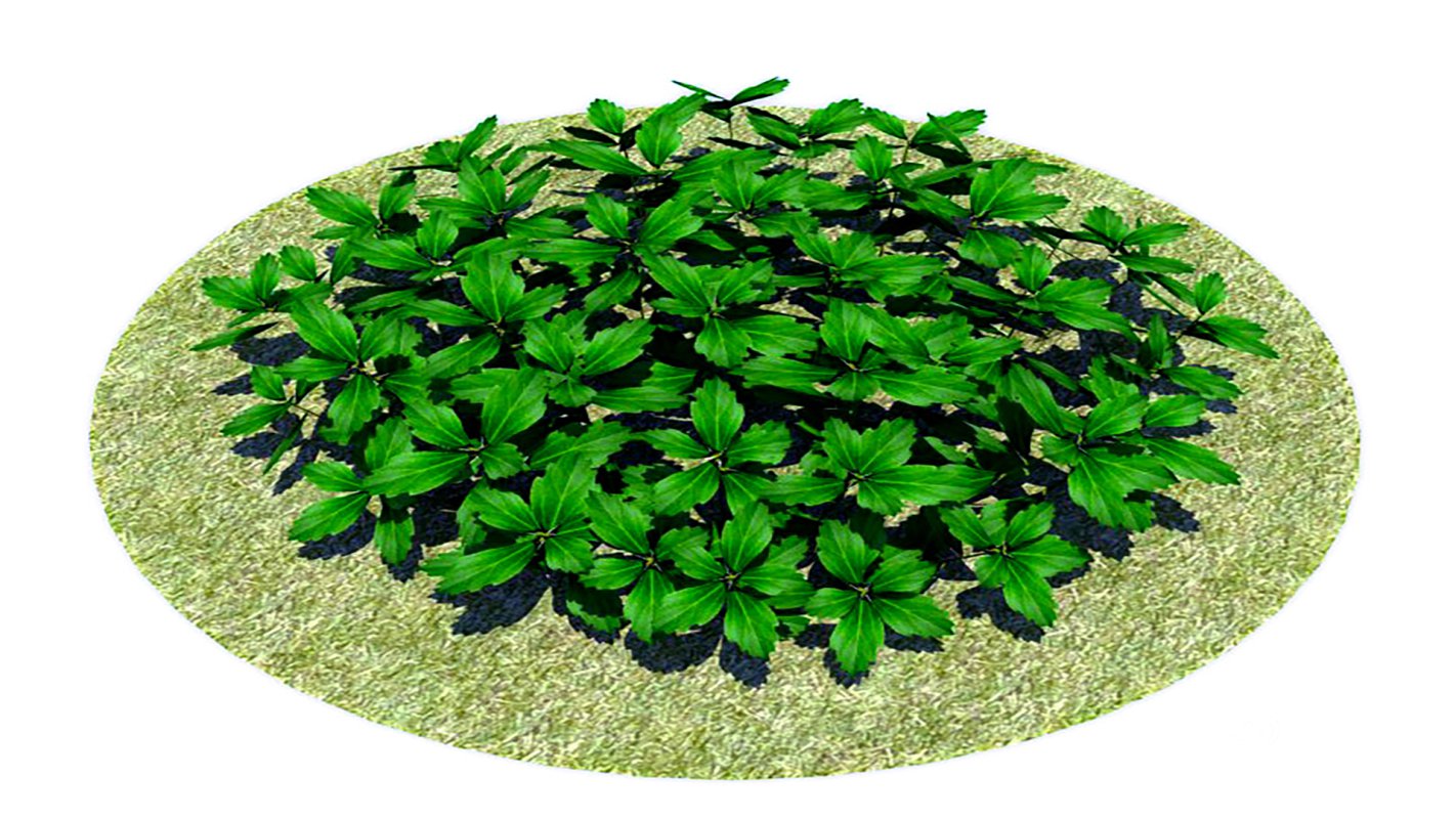 Pachysandra-Japanese Spurge Image 6