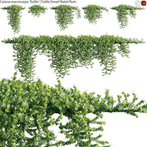 Carissa macrocarpa – Tuttle Dwarf Natal Plum – 02