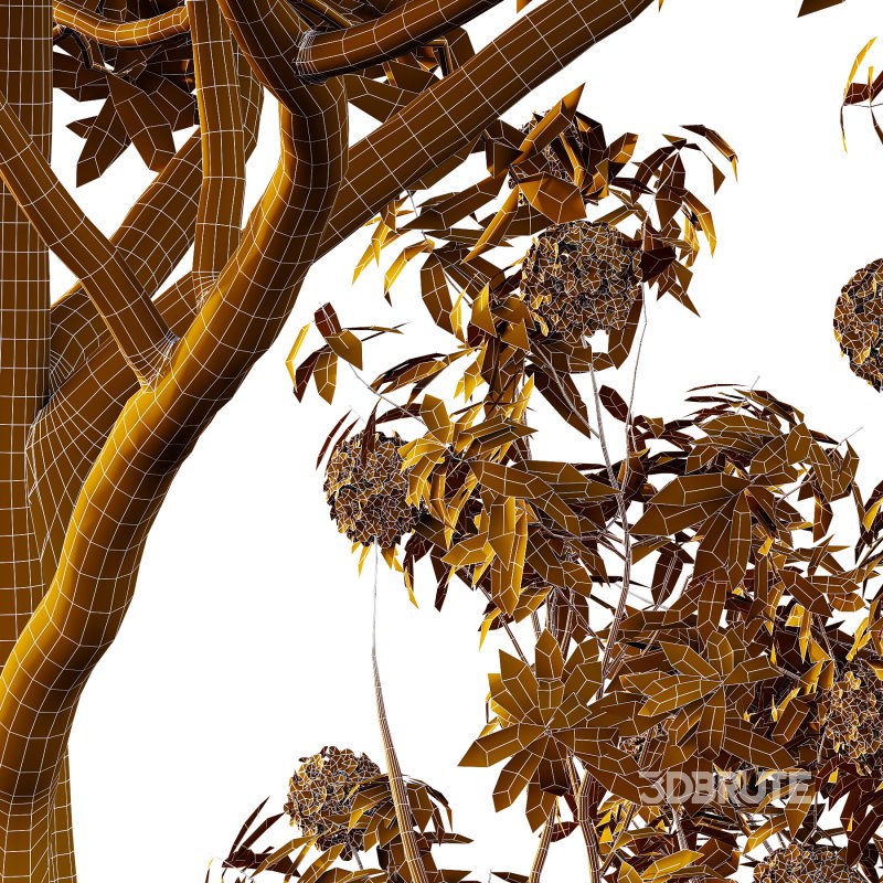 Rhododendron Arboreum Bush 07 Image 7