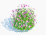 Erigeron karvinskianus - Thumbnail 3