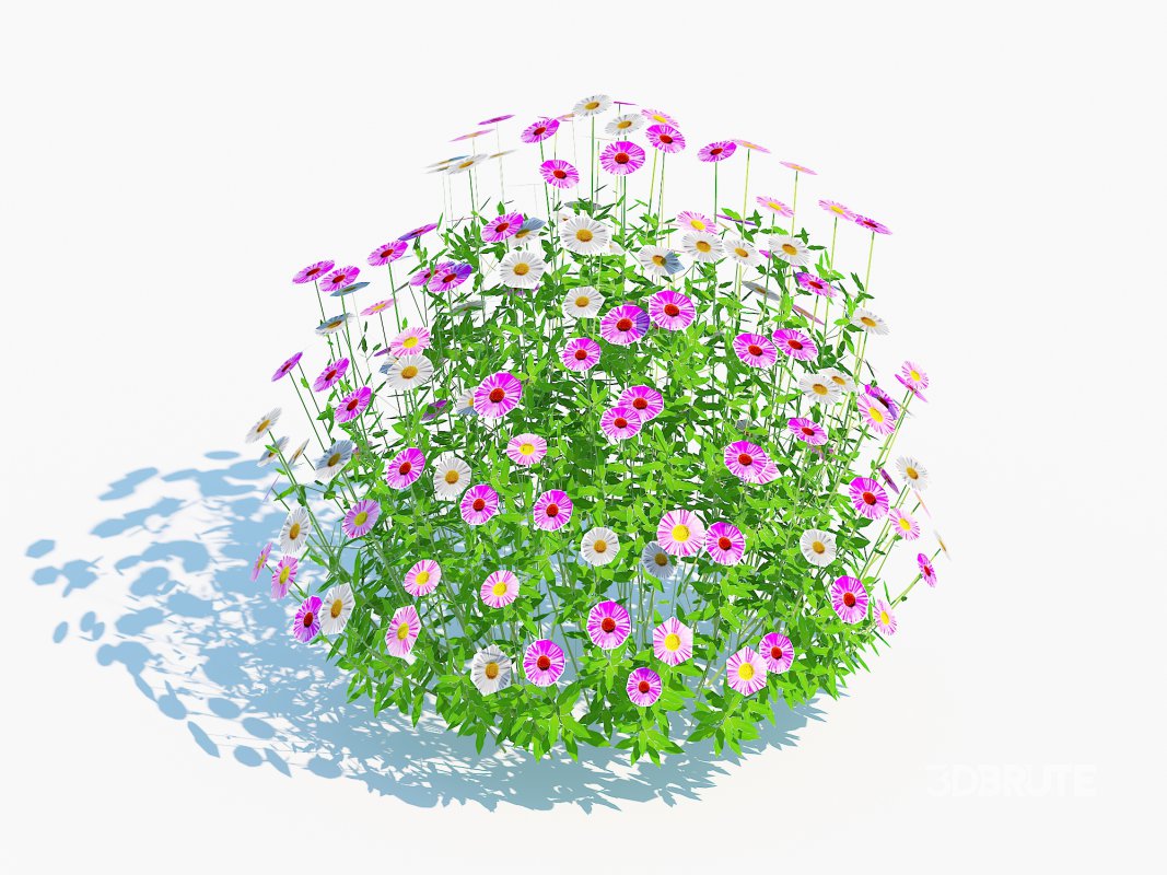 Erigeron karvinskianus Image 3