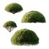 Pinus Mugo Bush001 - Thumbnail 2