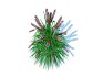 Pennisetum alopecuroides – Moudry Fountain Grass - Thumbnail 5