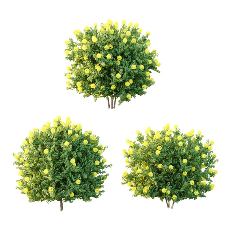 Rhododendron Arboreum Bush 02 Image 2