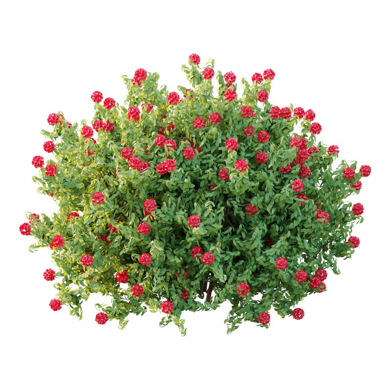 Rhododendron Arboreum Bush 05 Image 3