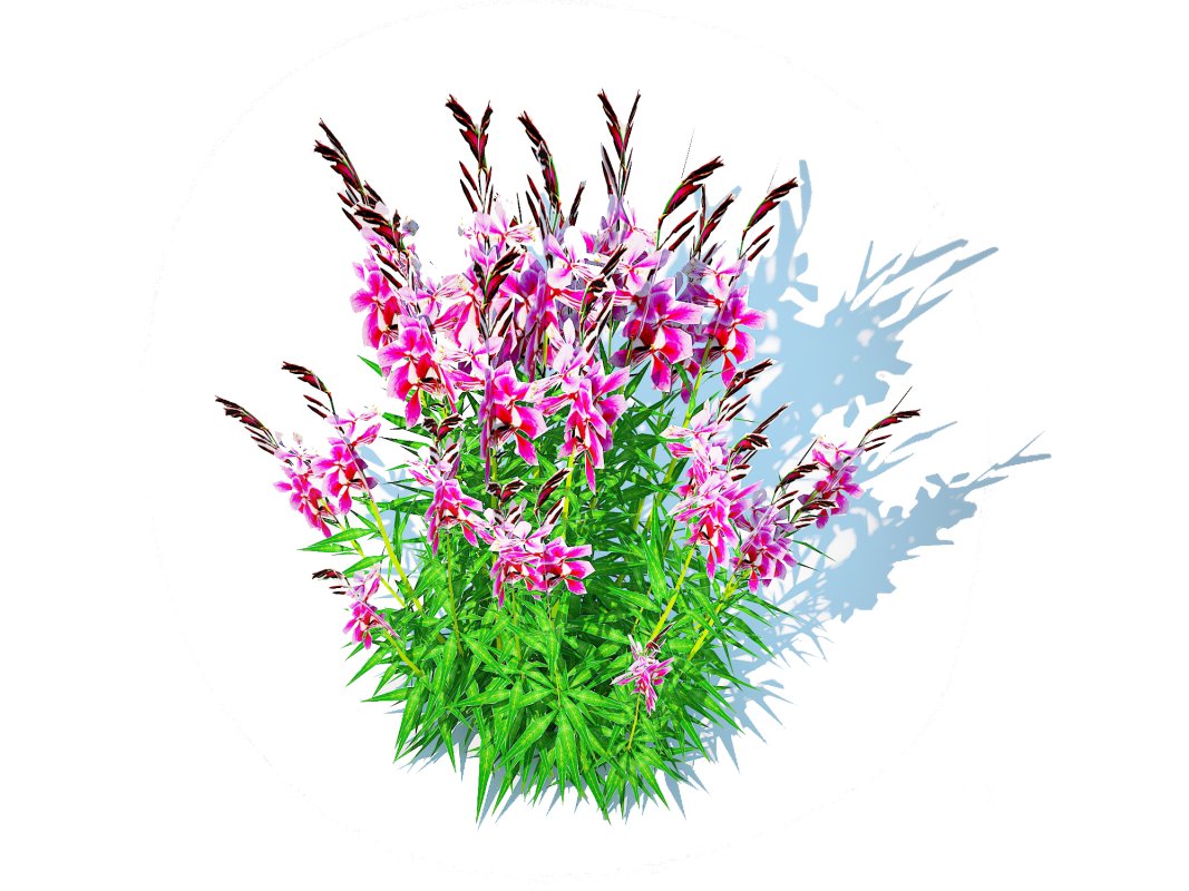 Gaura lindheimeri Pink Image 5