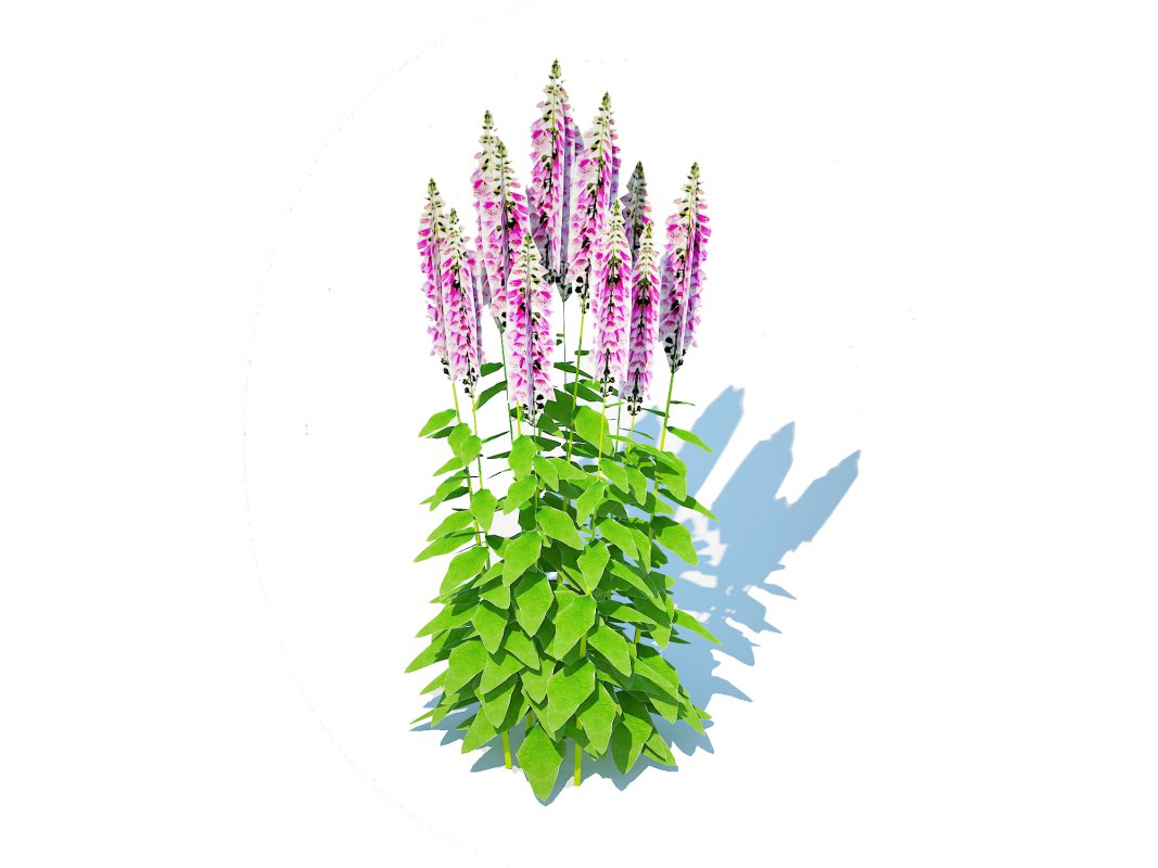 Digitalis purpurea – Common Foxglove pink Image 1