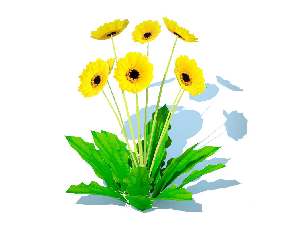 Gerbera – Gerbera Daisy_Yellow_Flower Image 5