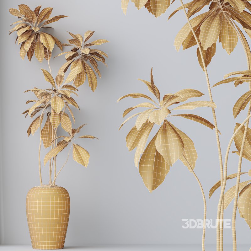 AV Indoor plants set 210 Mission Olive and Ficus Cyathistipula and Lily Domino and Lutescens Areca Palm Image 10