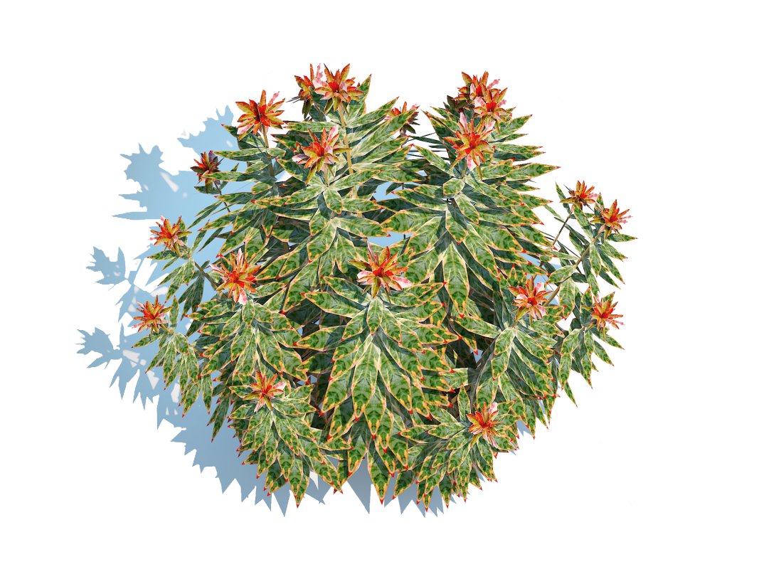 Euphoriba – Helena Image 4