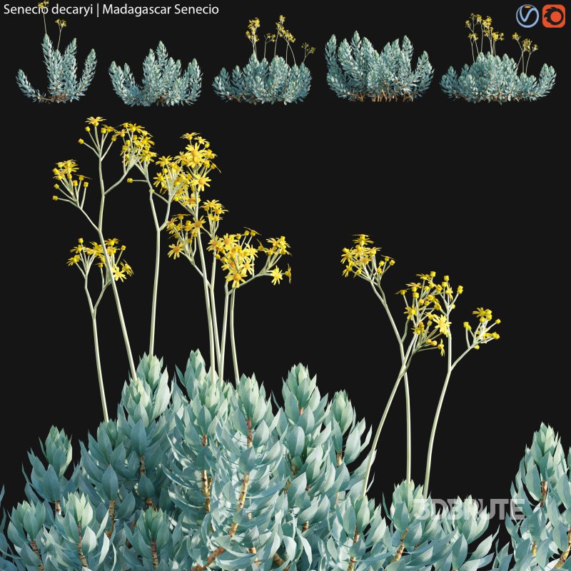 Senecio decaryi – Madagascar Senecio – 01 Image 1