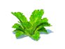 Lettuce_green - Thumbnail 4