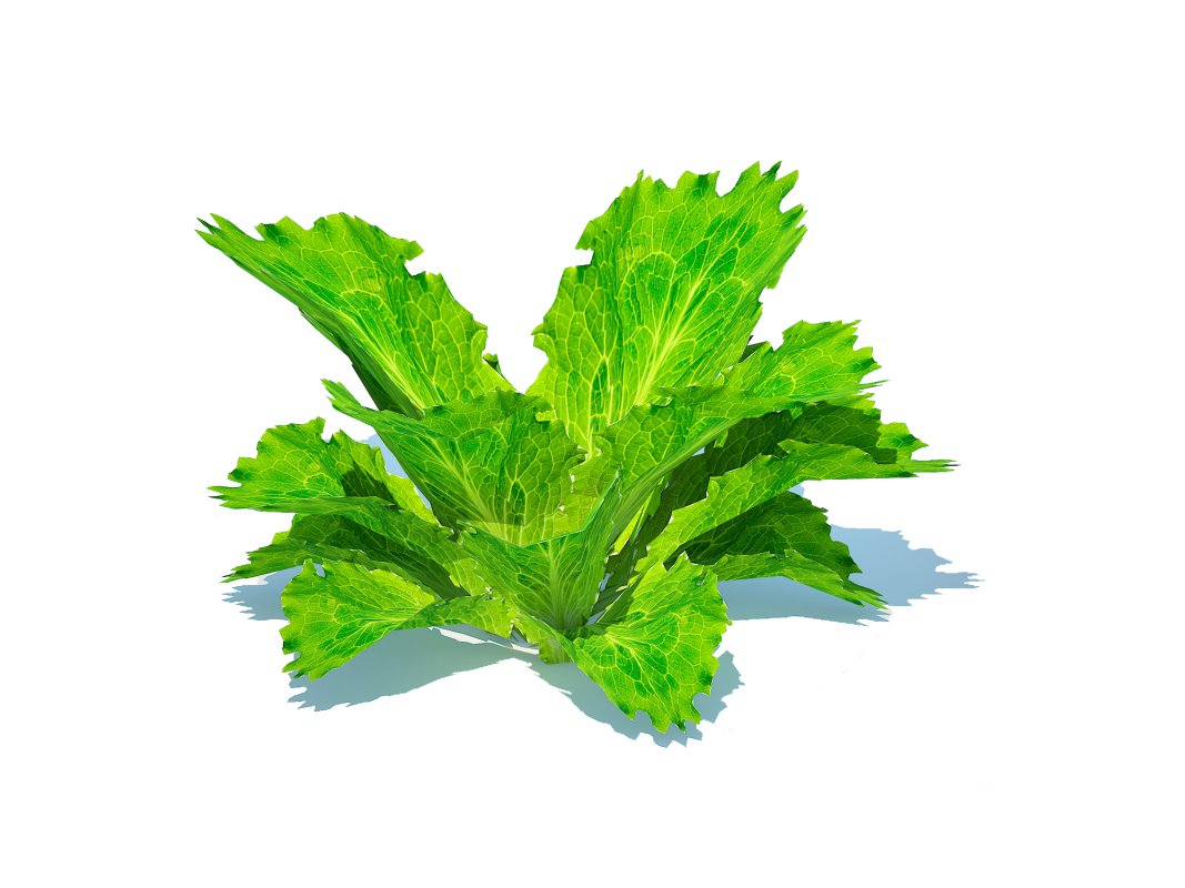Lettuce_green Image 4