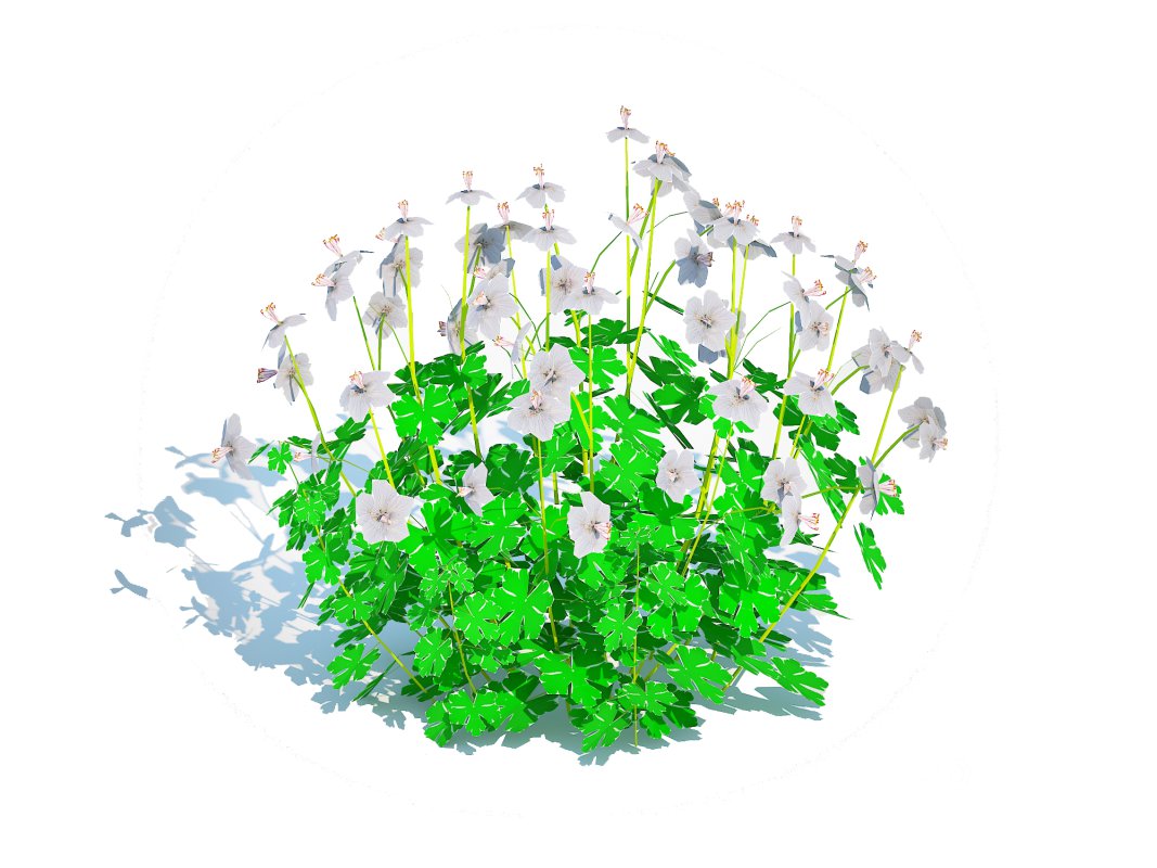 Geranium – Boikovo Dwarf Cranesbill Image 4