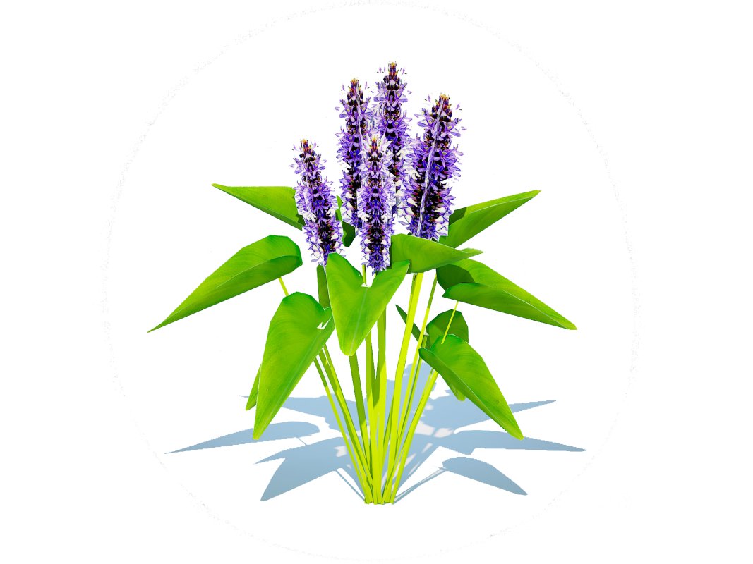 Pontederia cordata-pickeral rush Image 2