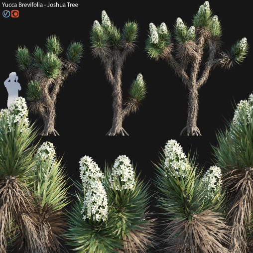 Yucca Brevifolia – Joshua Tree – 01