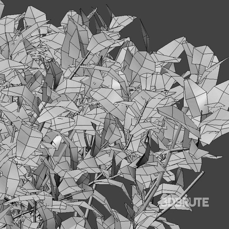 Ixora coccinea – flame of the woods – 03 Image 5