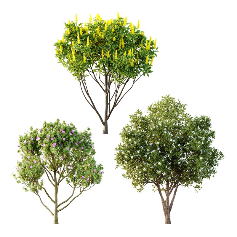 Different Trees 01 Image 3