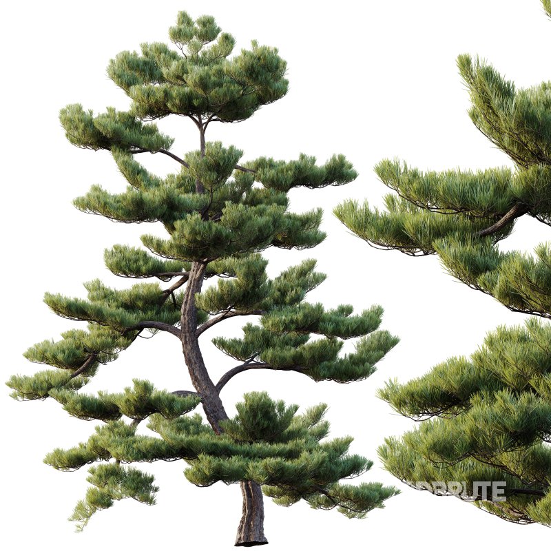 AV Plants Pinus Bonsai Sylvestris Pine Parviflora Scotch Contorta04 Image 2