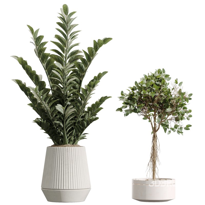 AV Indoor plants set 207 Olive Artificial and Zamiifolia Aracea and Aspidistra Elatior and Licuala Grandis and Ficus Benjamina Image 4