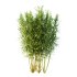 Bamboo Bambusoideae Bush 02 - Thumbnail 4