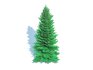 Abies Concolor – Silver Fir – Medium - Thumbnail 2